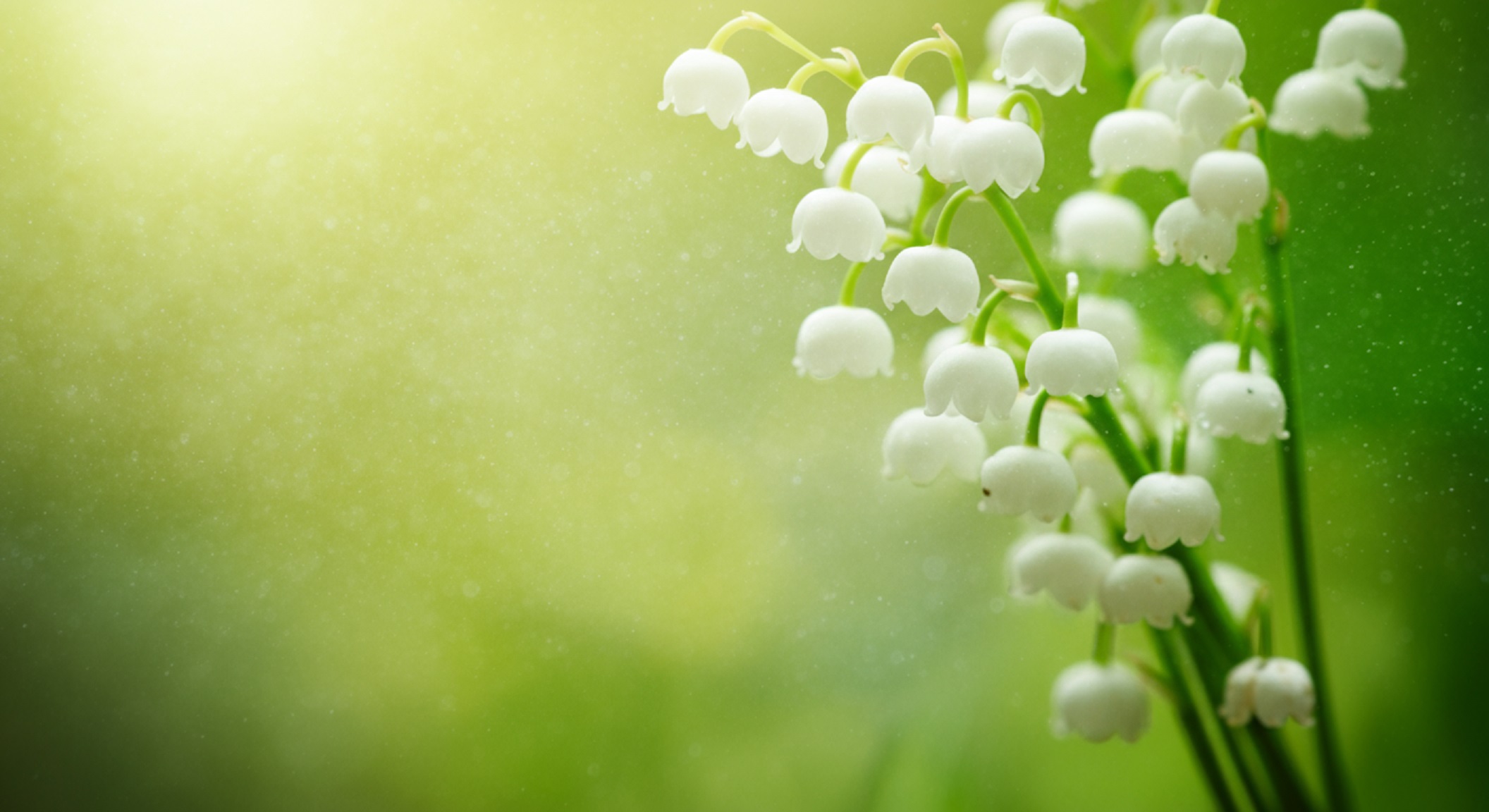 Lily of the Valley Meaning