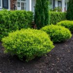 Landscaped front yard with trimmed bushes and fresh mulch
