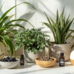Natural Products That Improve Air Quality Without Chemicals