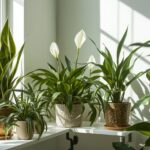 Top Houseplants That Naturally Purify Indoor Air